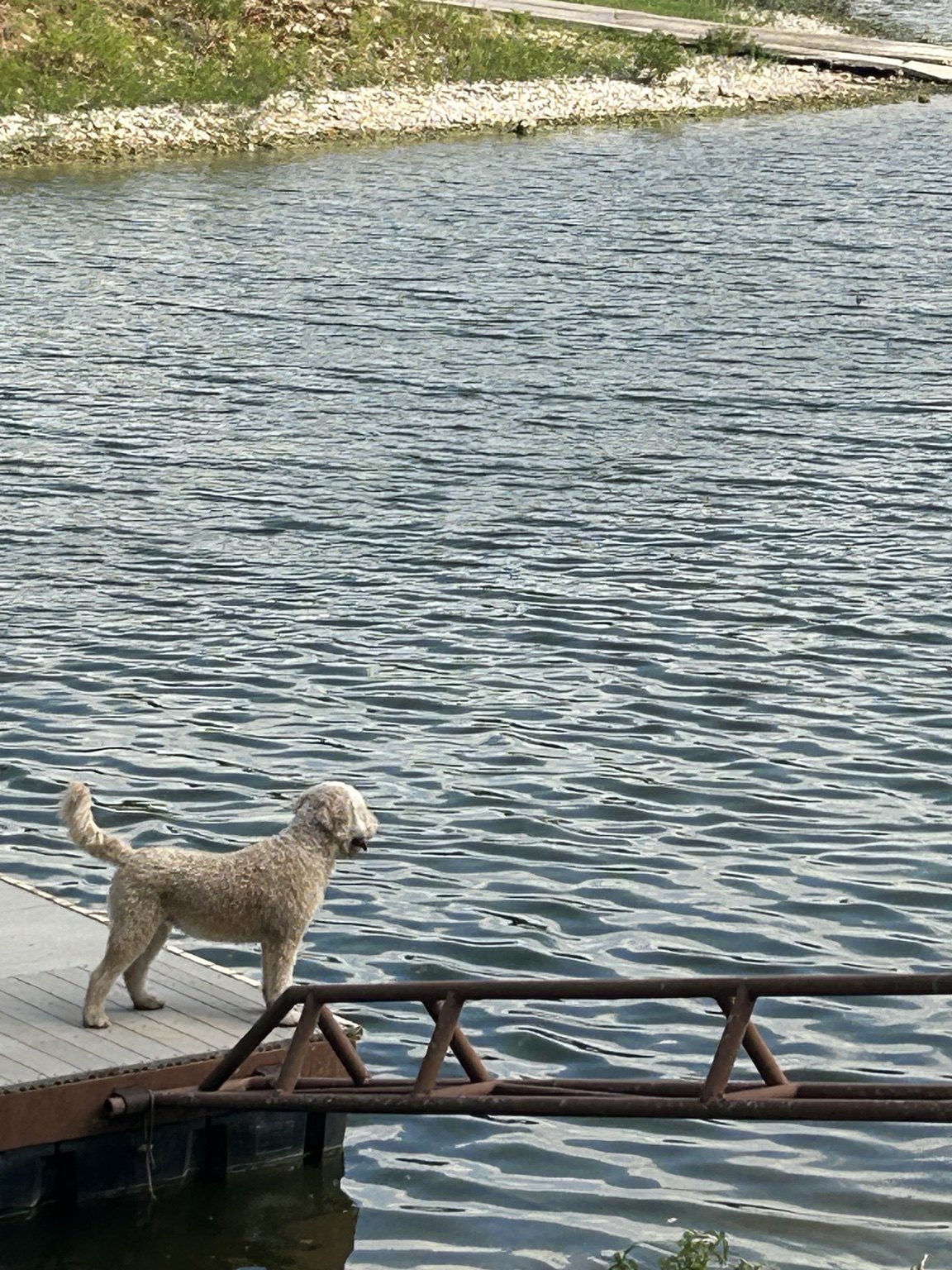 Dog enjoying the dock at Leisure Landing